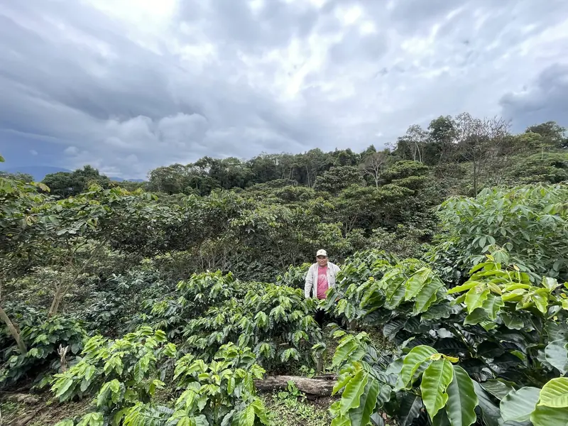 Cafetal en el Alto Mayo bajo un cielo nublado