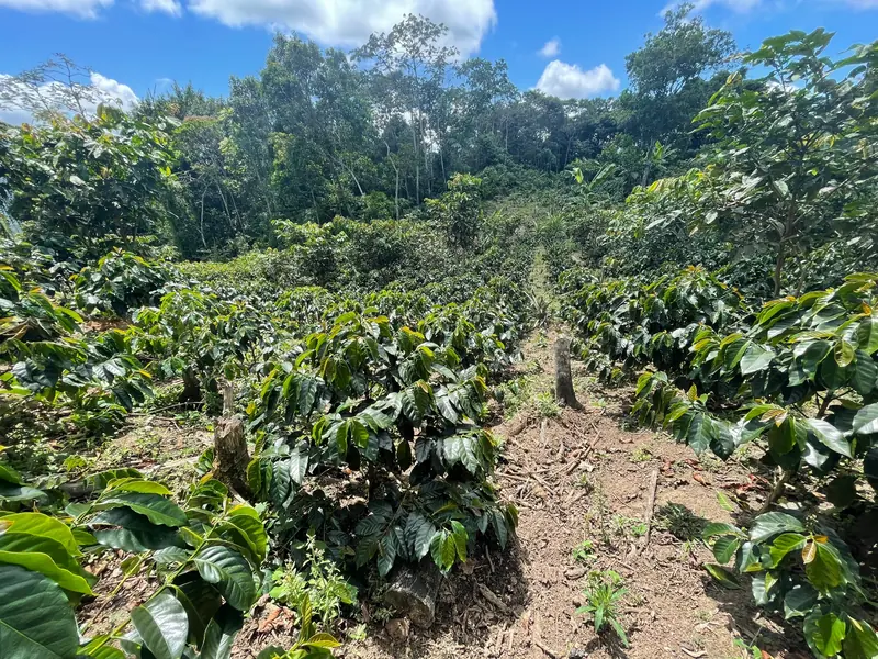 Cafetal entre colinas del Alto Mayo