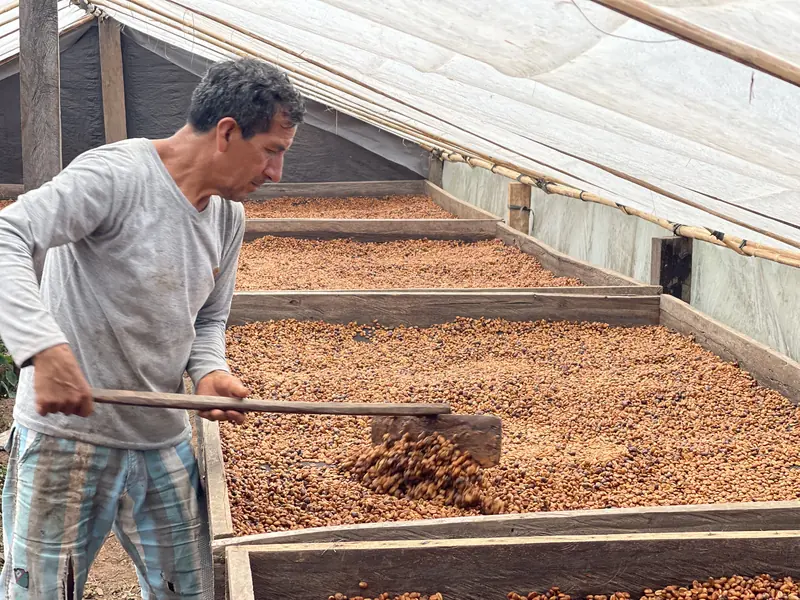 Productor removiendo el café en una secadora bajo cubierta